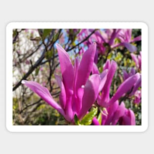 gift for birthday  happy birthday beautiful magnolia flower Sticker